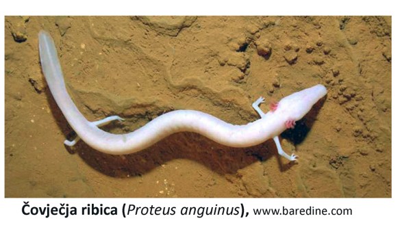 Proteus anguinus