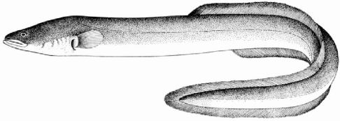 Jegulja (Anguilla anguilla)